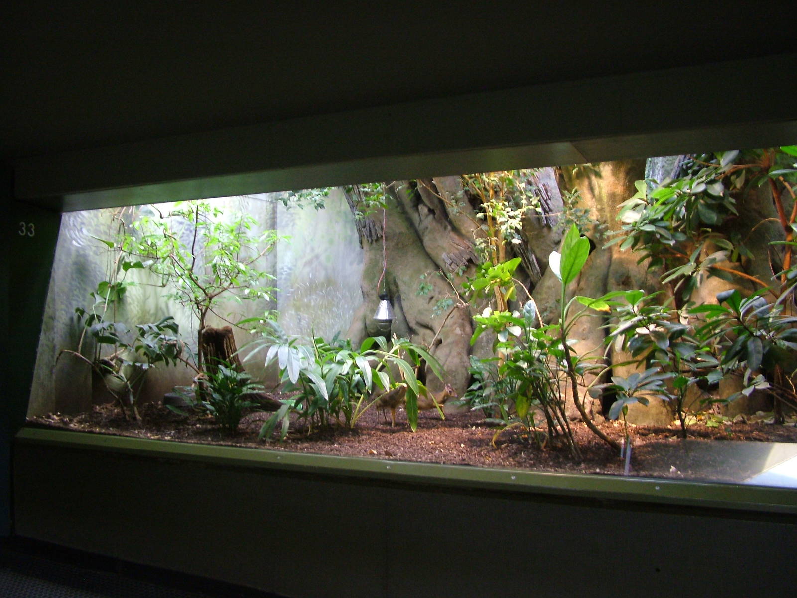 Chevrotain Exhibit at Frankfurt 31/08/10