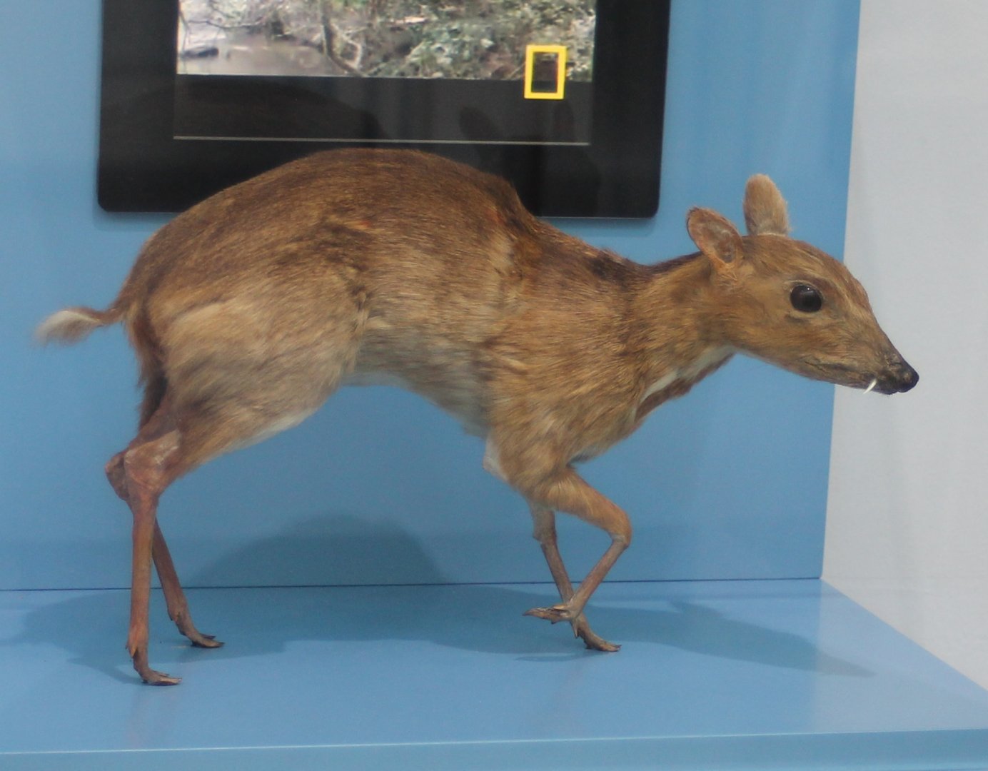 Chevrotain ID