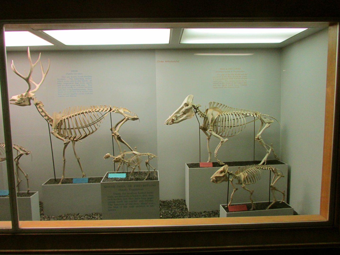 Chevrotain, Peccary & Bearded Pig Skeletons