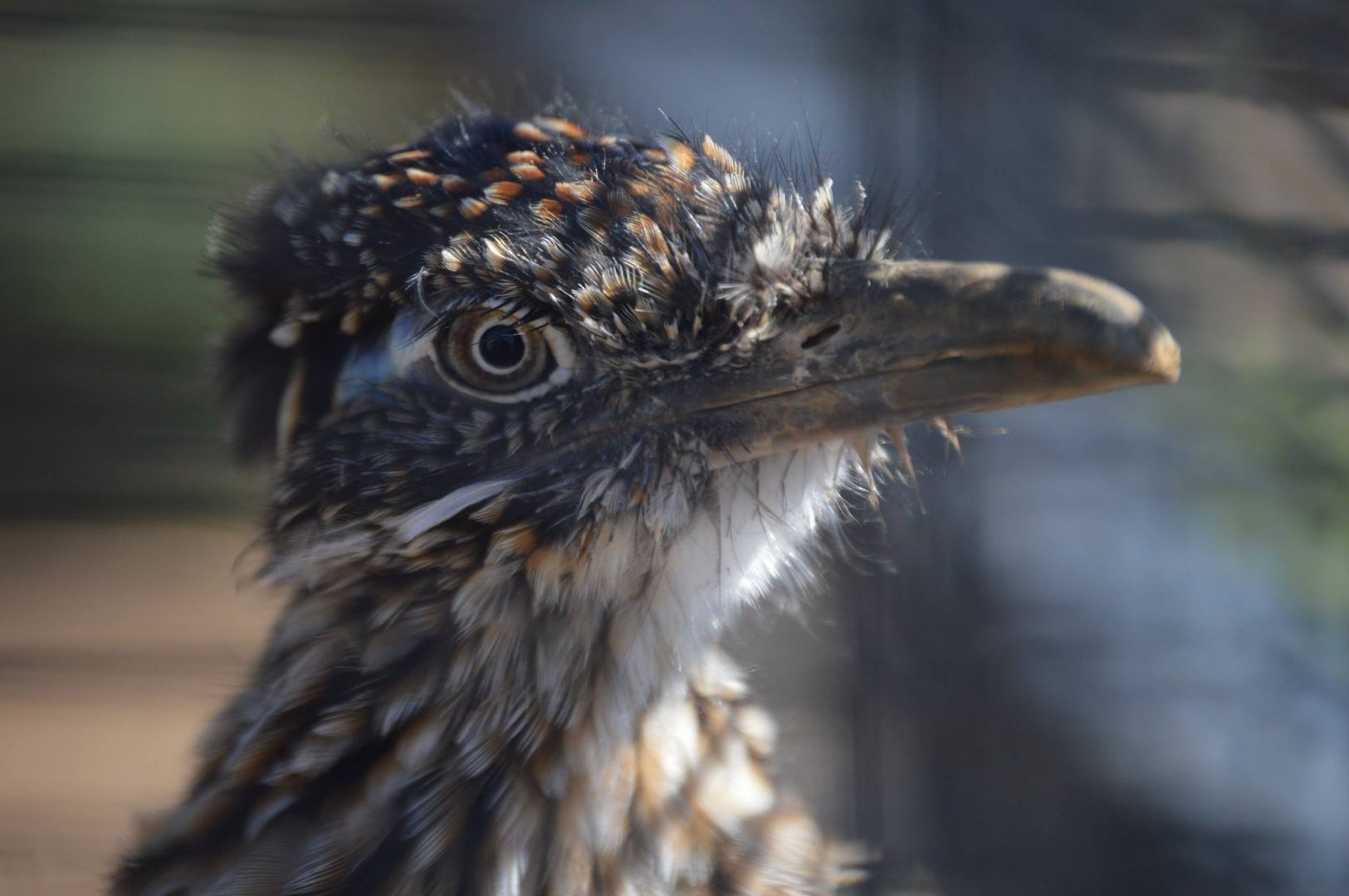 Chevy, a Geococcyx californianus