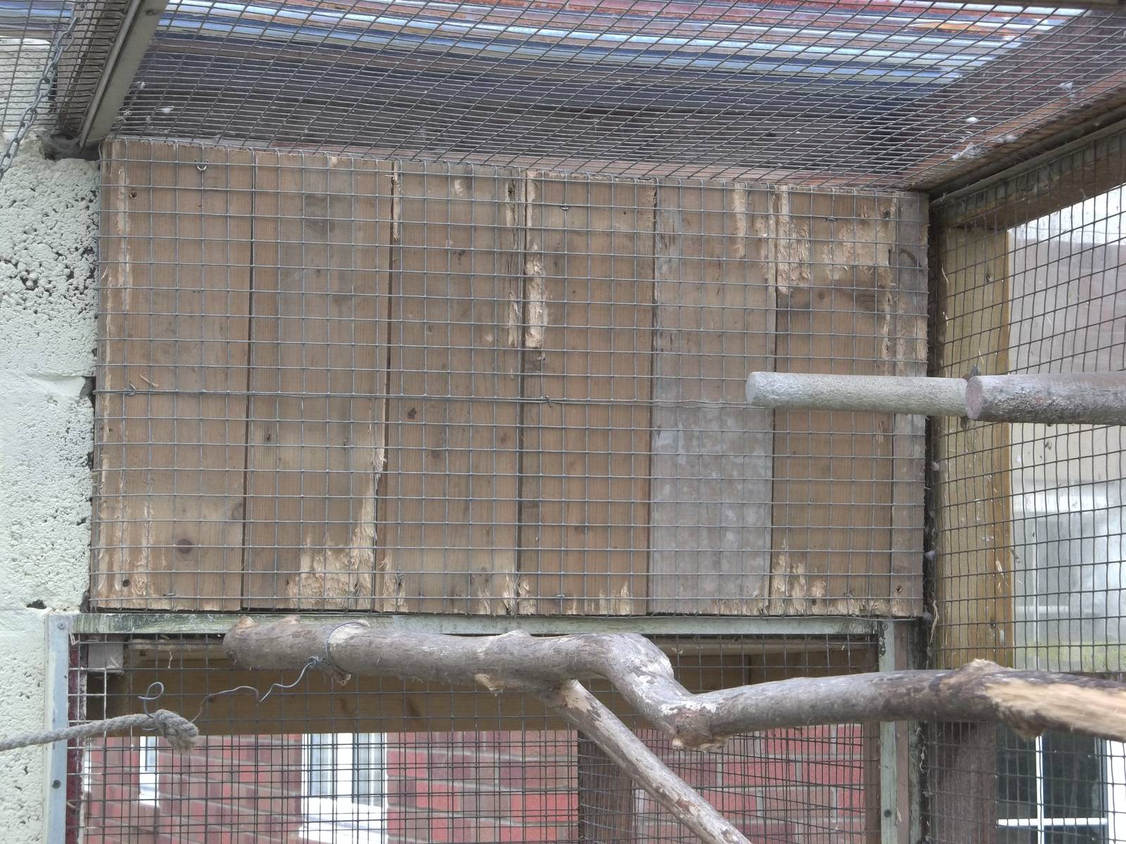Chewed additional indoor area in aviary for African parrots taken out of co