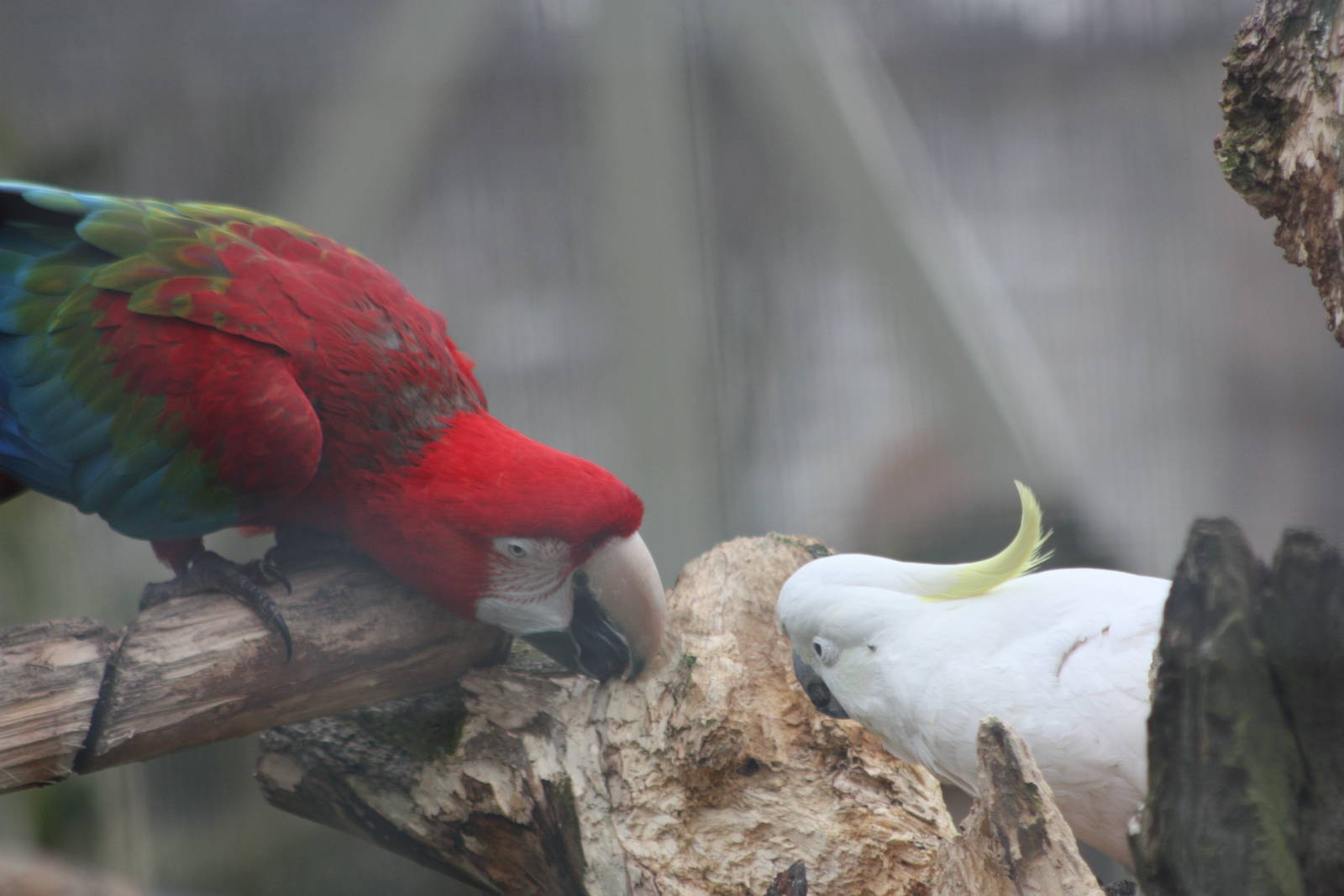 Chewing, 18th February 2015