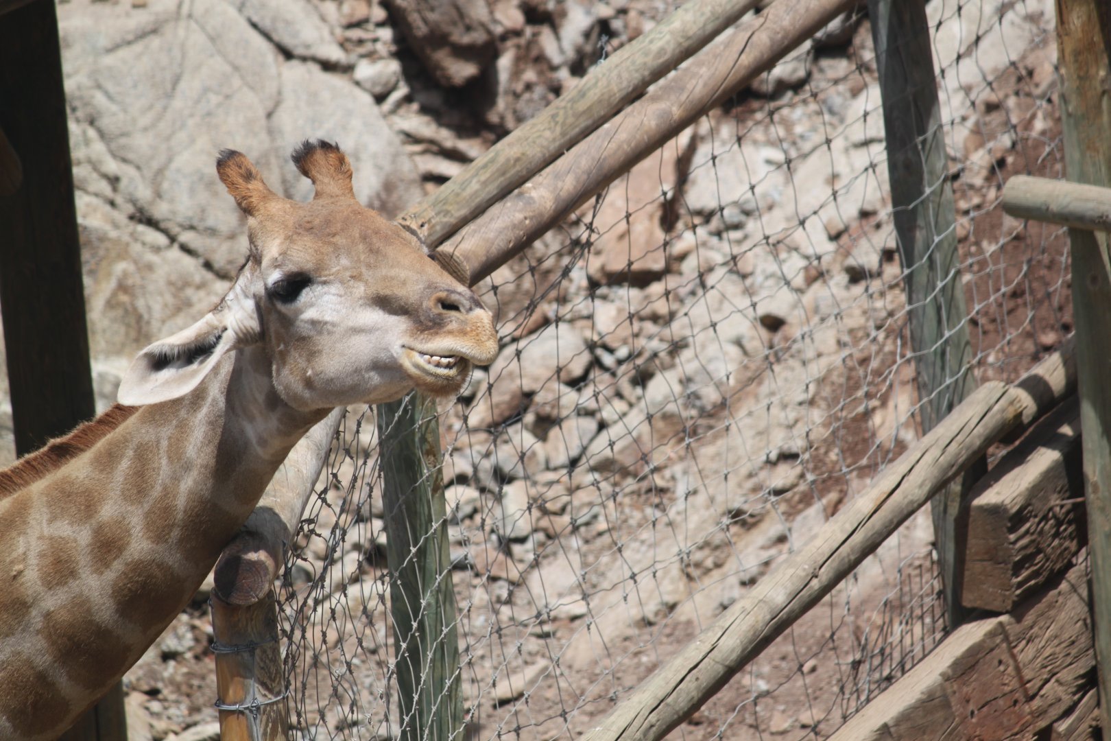 Chewing Angolan giraffe