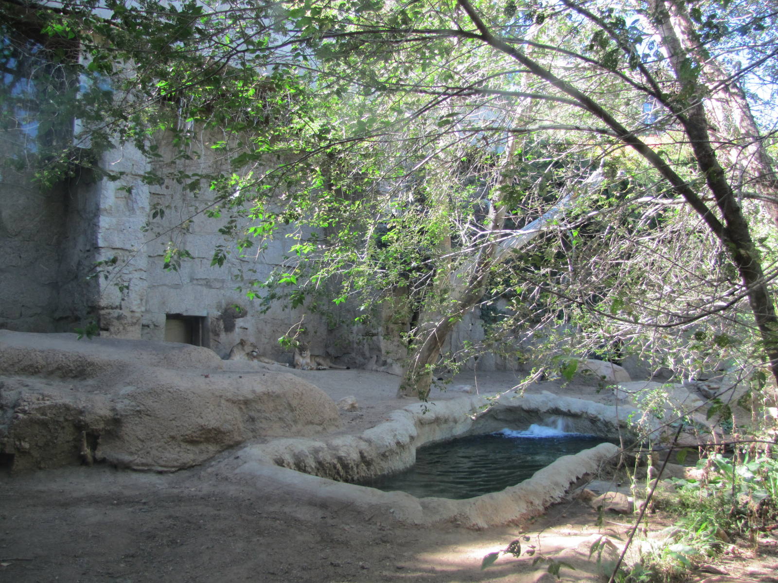 Cheyenne Mountain Zoo 2010 - African Lion exhibit