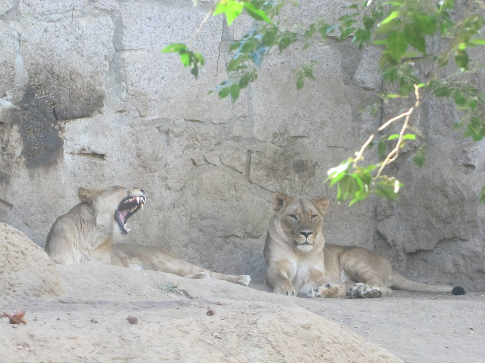 Cheyenne Mountain Zoo 2010 - African Lions