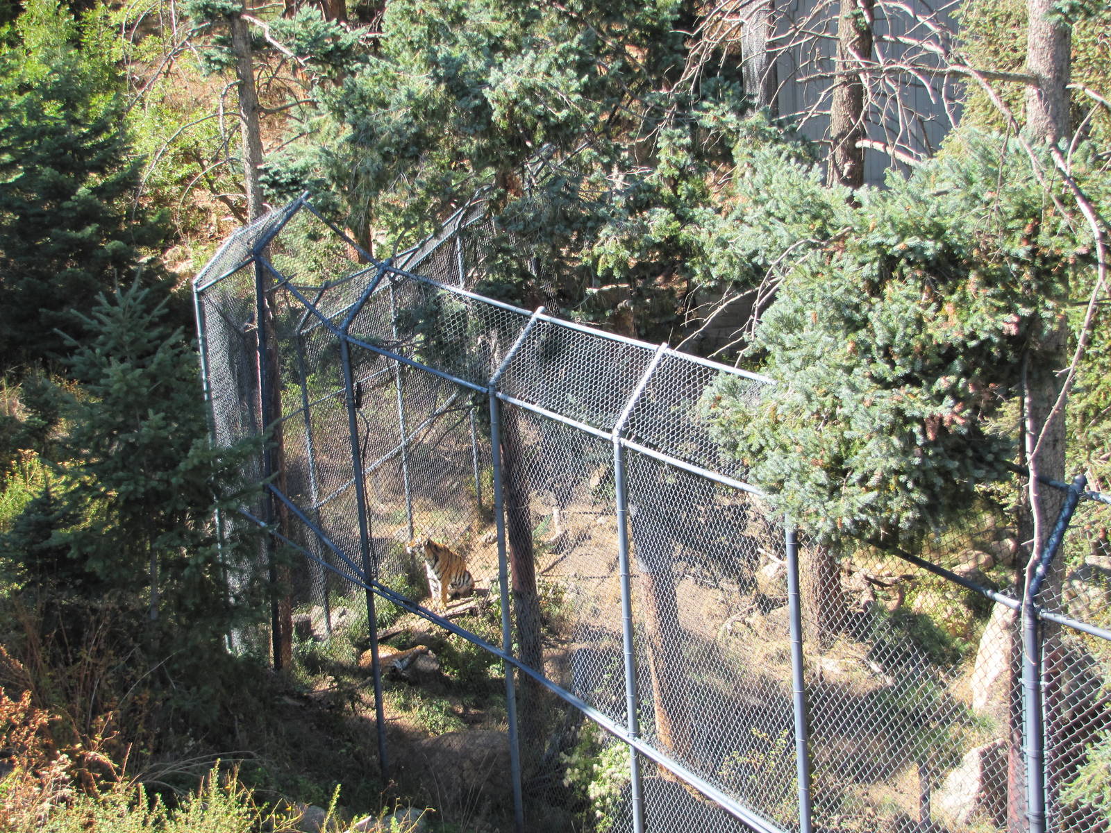 Cheyenne Mountain Zoo 2010 - Amur Tiger exhibit seen from the chairlift