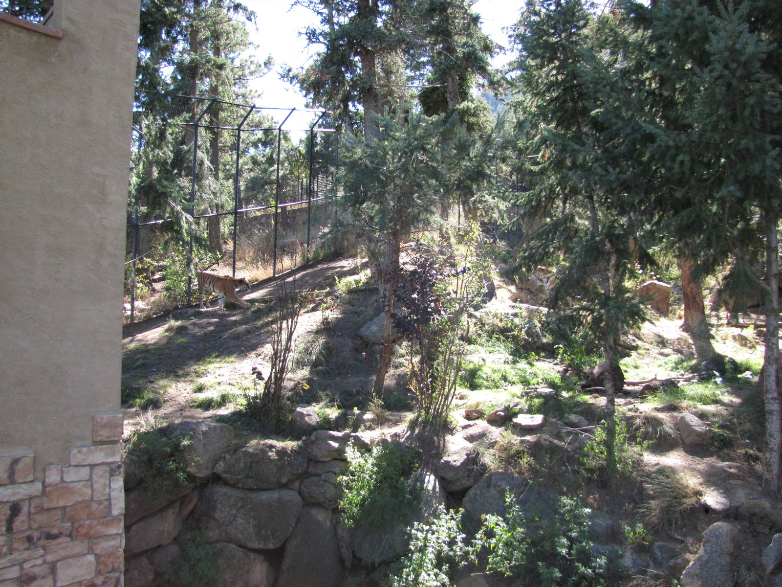 Cheyenne Mountain Zoo 2010 - Amur Tiger exhibit
