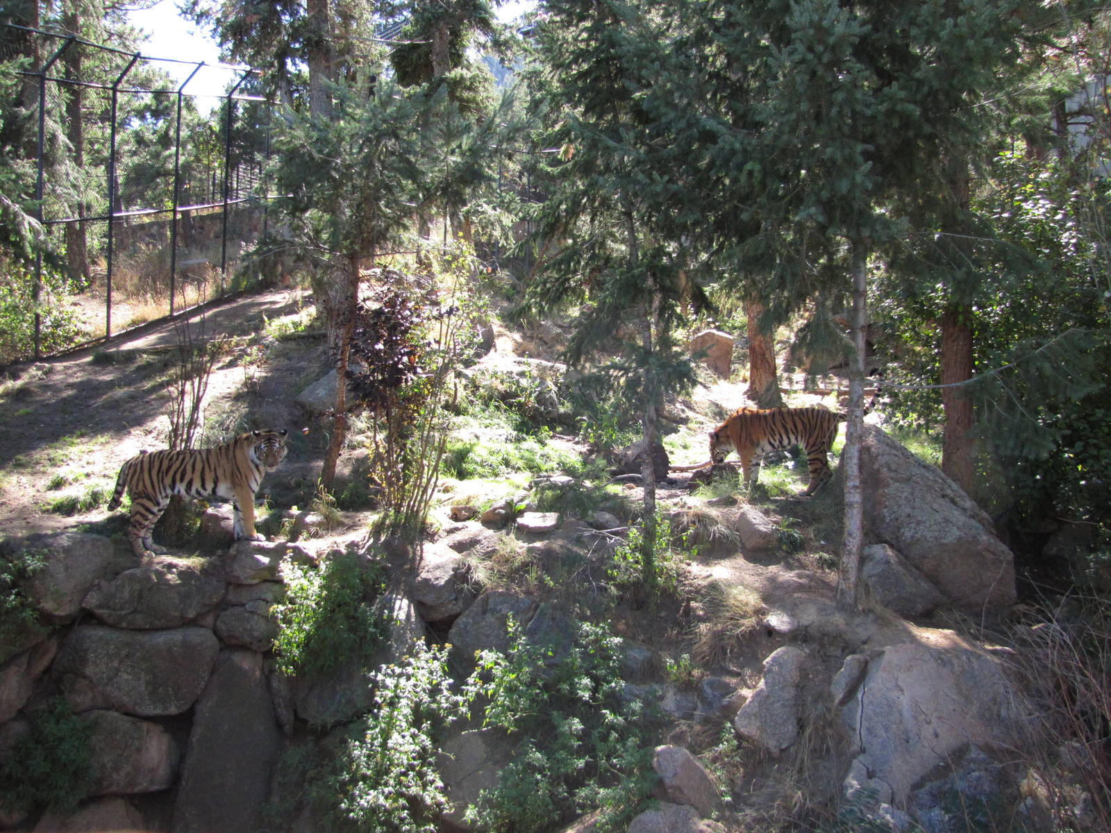 Cheyenne Mountain Zoo 2010 - Amur Tigers
