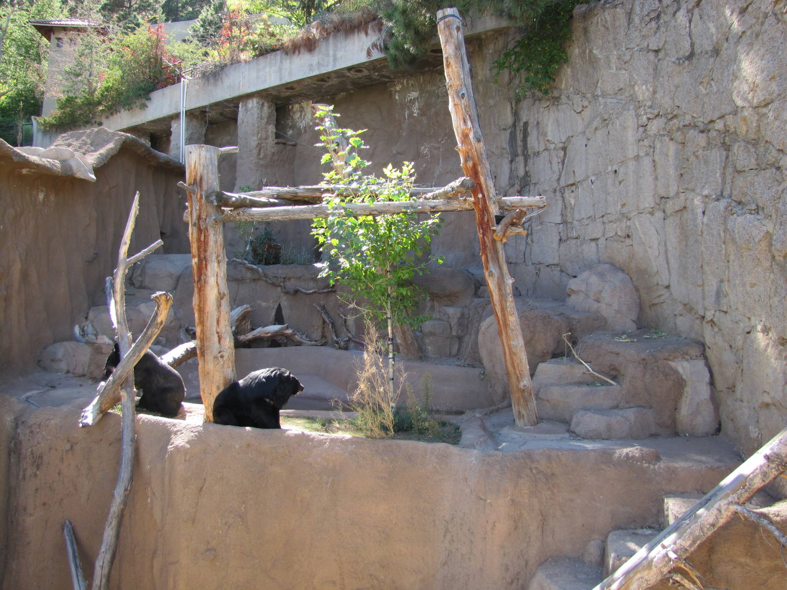 Cheyenne Mountain Zoo 2010 - Asiatic Black Bear exhibit