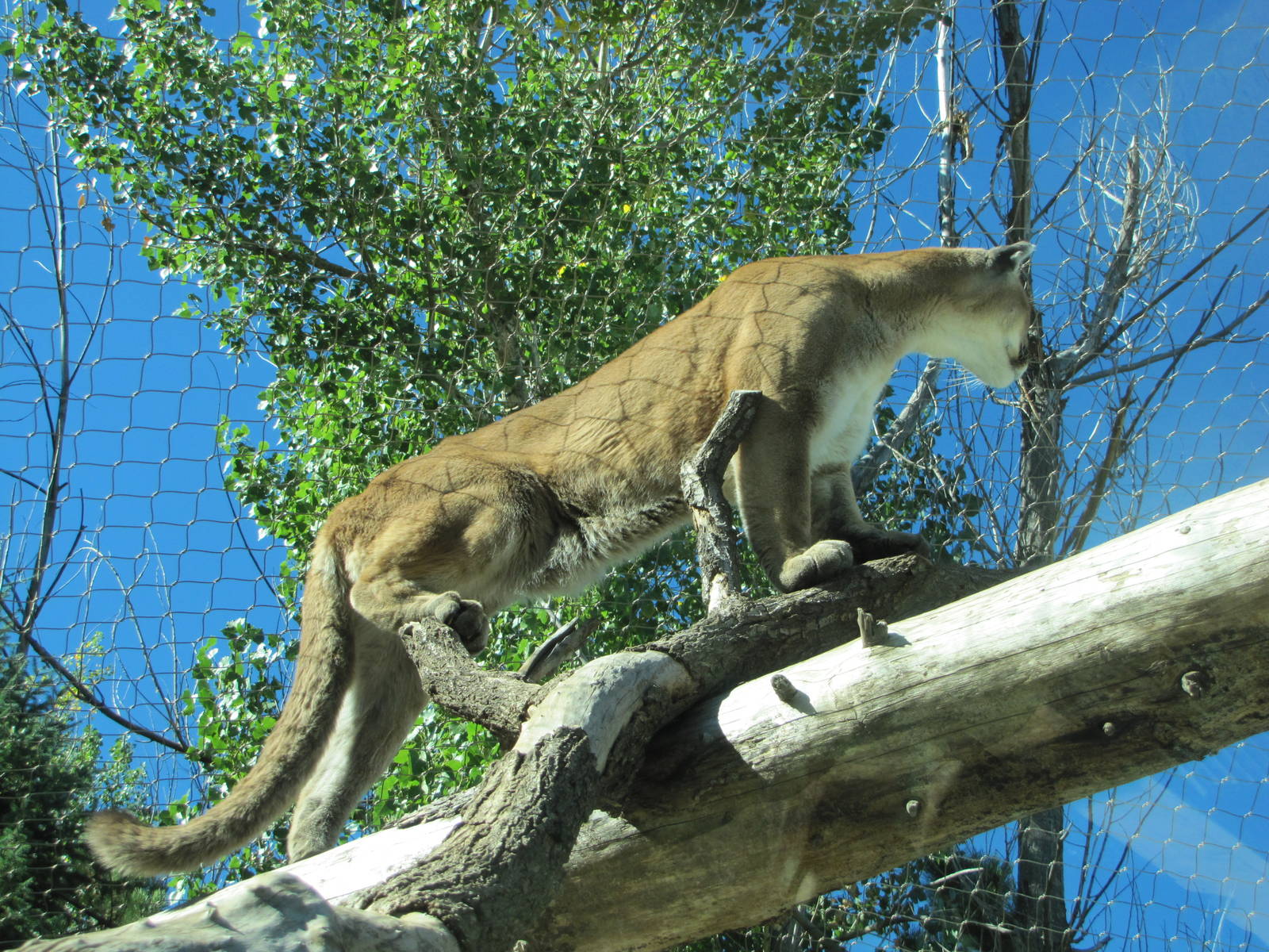 Cheyenne Mountain Zoo 2010 - Cougar