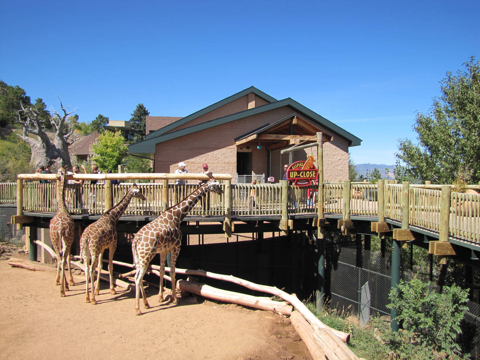 Cheyenne Mountain Zoo 2010 - Giraffe exhibit