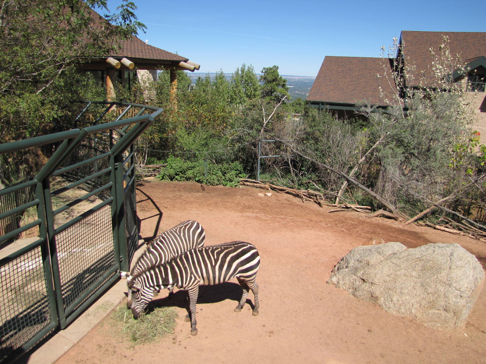 Cheyenne Mountain Zoo 2010 - Grants Zebra
