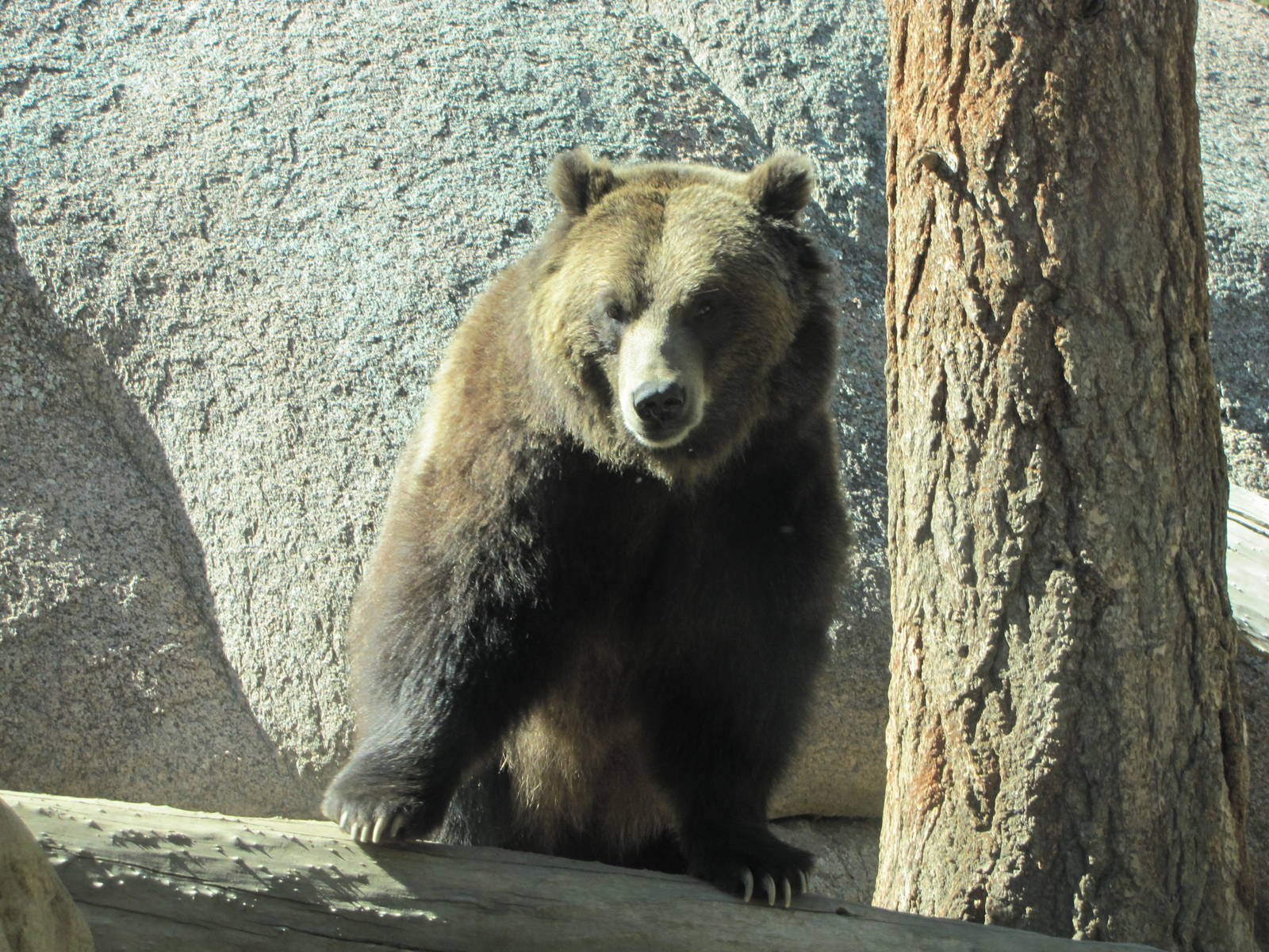 Cheyenne Mountain Zoo 2010 - Grizzly Bear