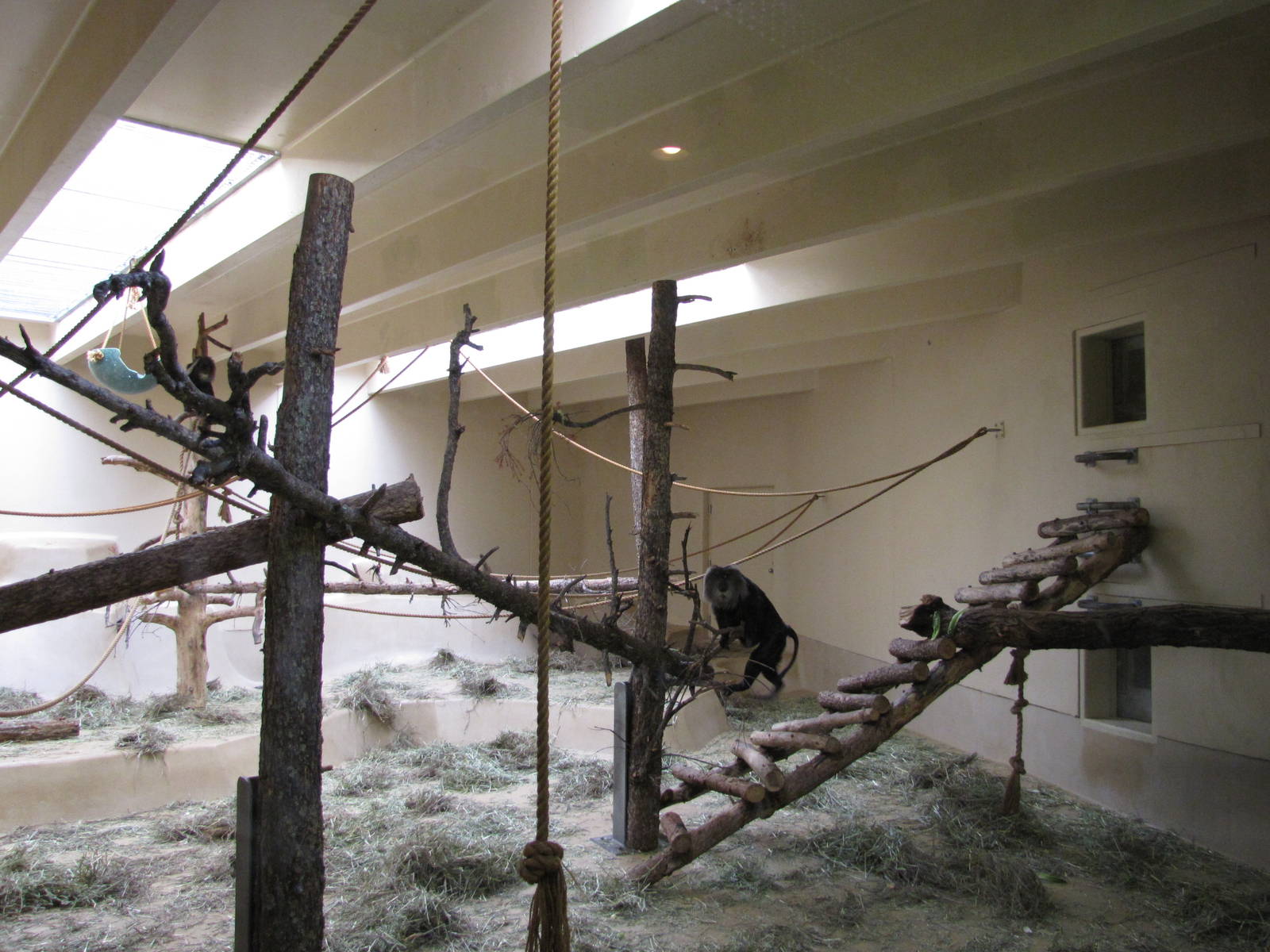Cheyenne Mountain Zoo 2010 - Indoor Lion-tailed Macaque exhibit