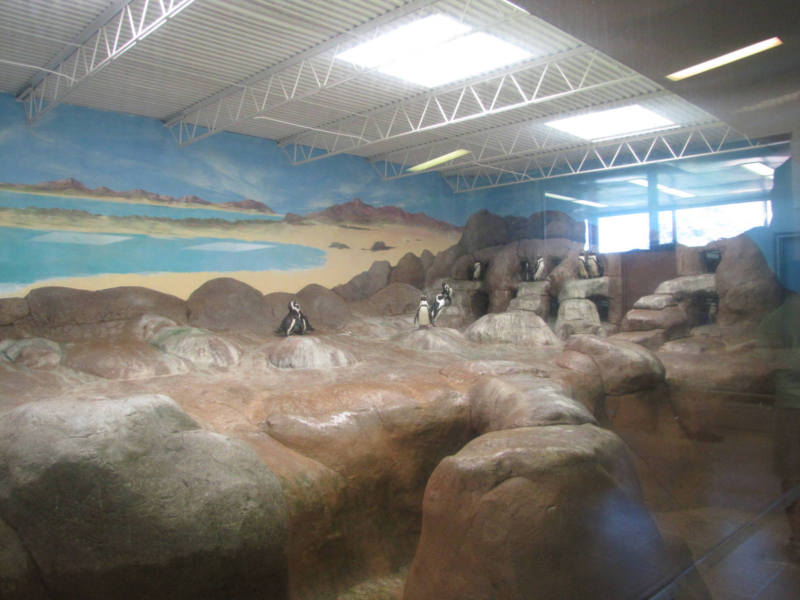 Cheyenne Mountain Zoo 2010 - Jackass Penguin exhibit inside the Aquatics bu