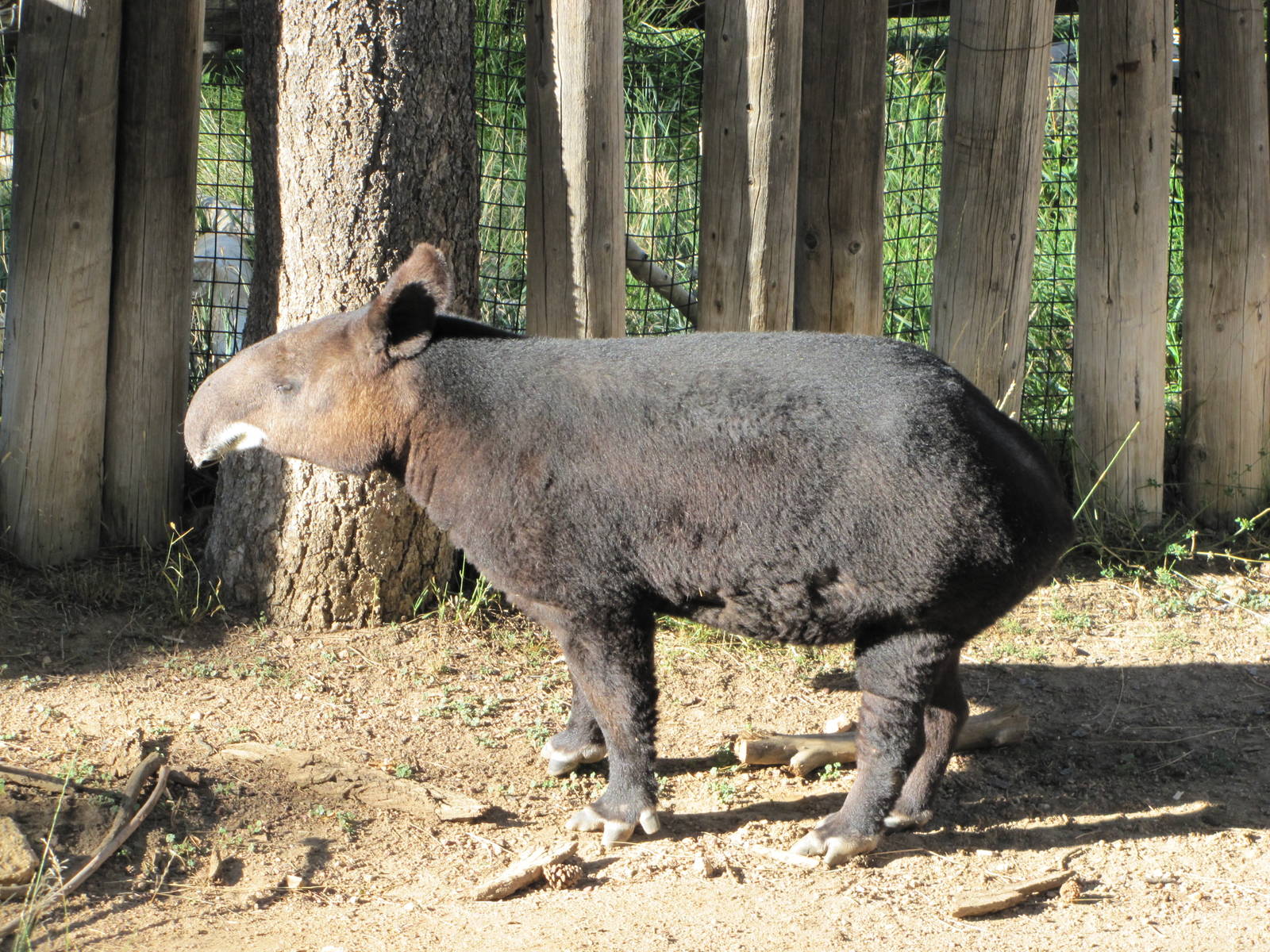 Cheyenne Mountain Zoo 2010 - Mountain Tapir