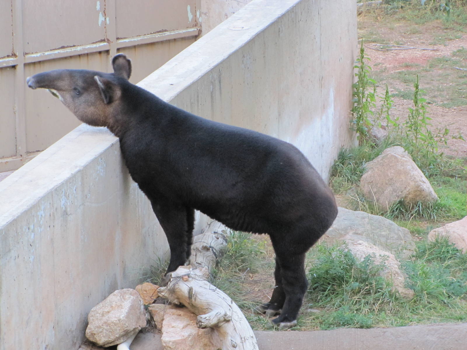Cheyenne Mountain Zoo 2010 - Mountain Tapir