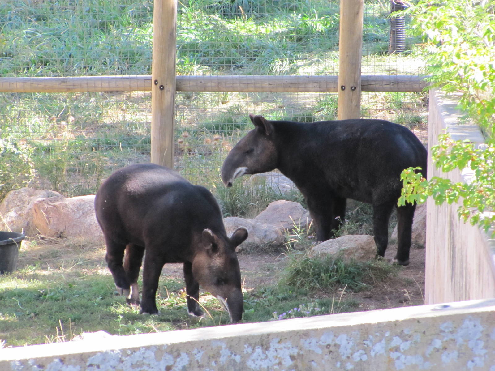 Cheyenne Mountain Zoo 2010 - Mountain Tapirs