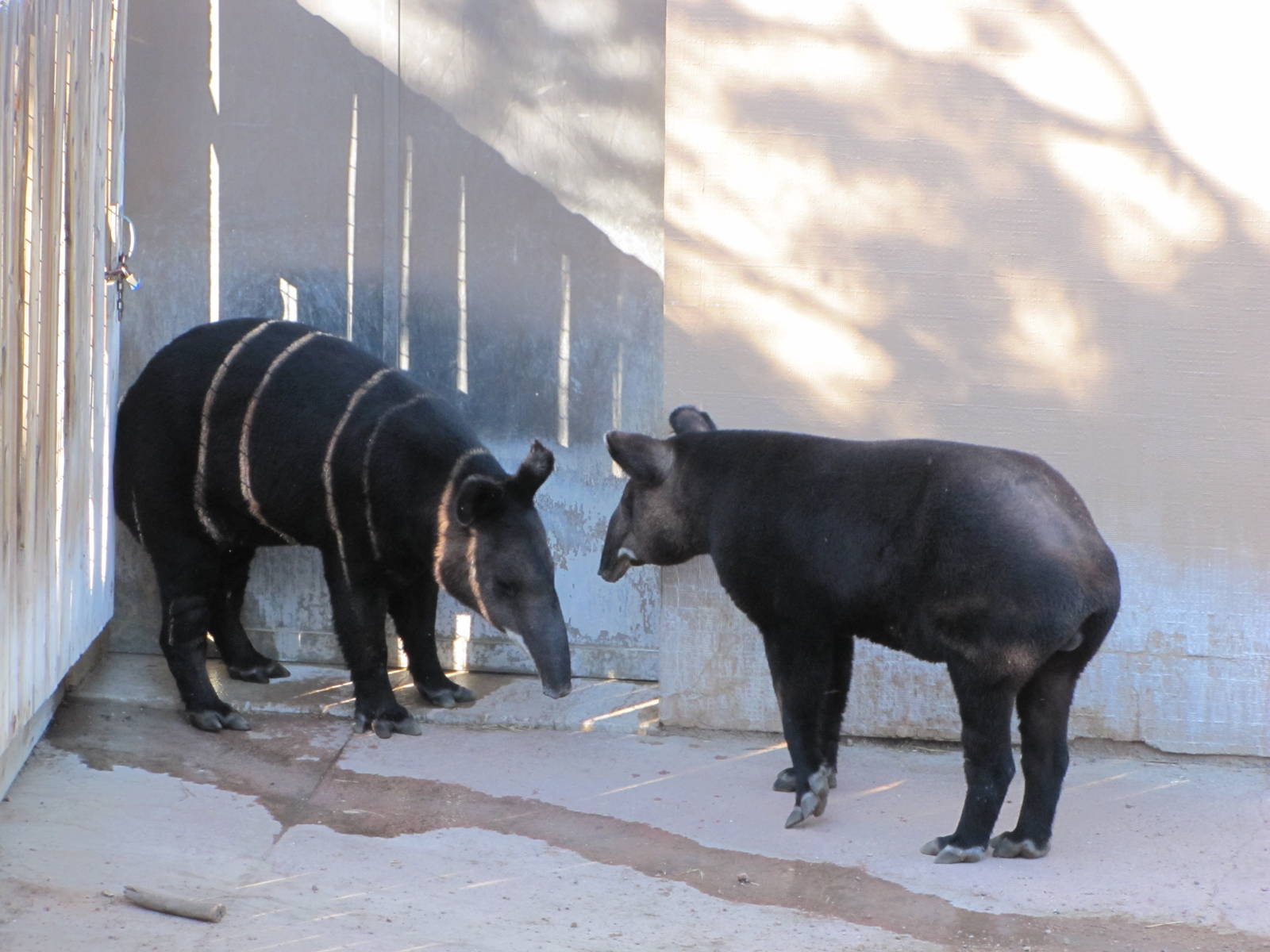 Cheyenne Mountain Zoo 2010 - Mountain Tapirs