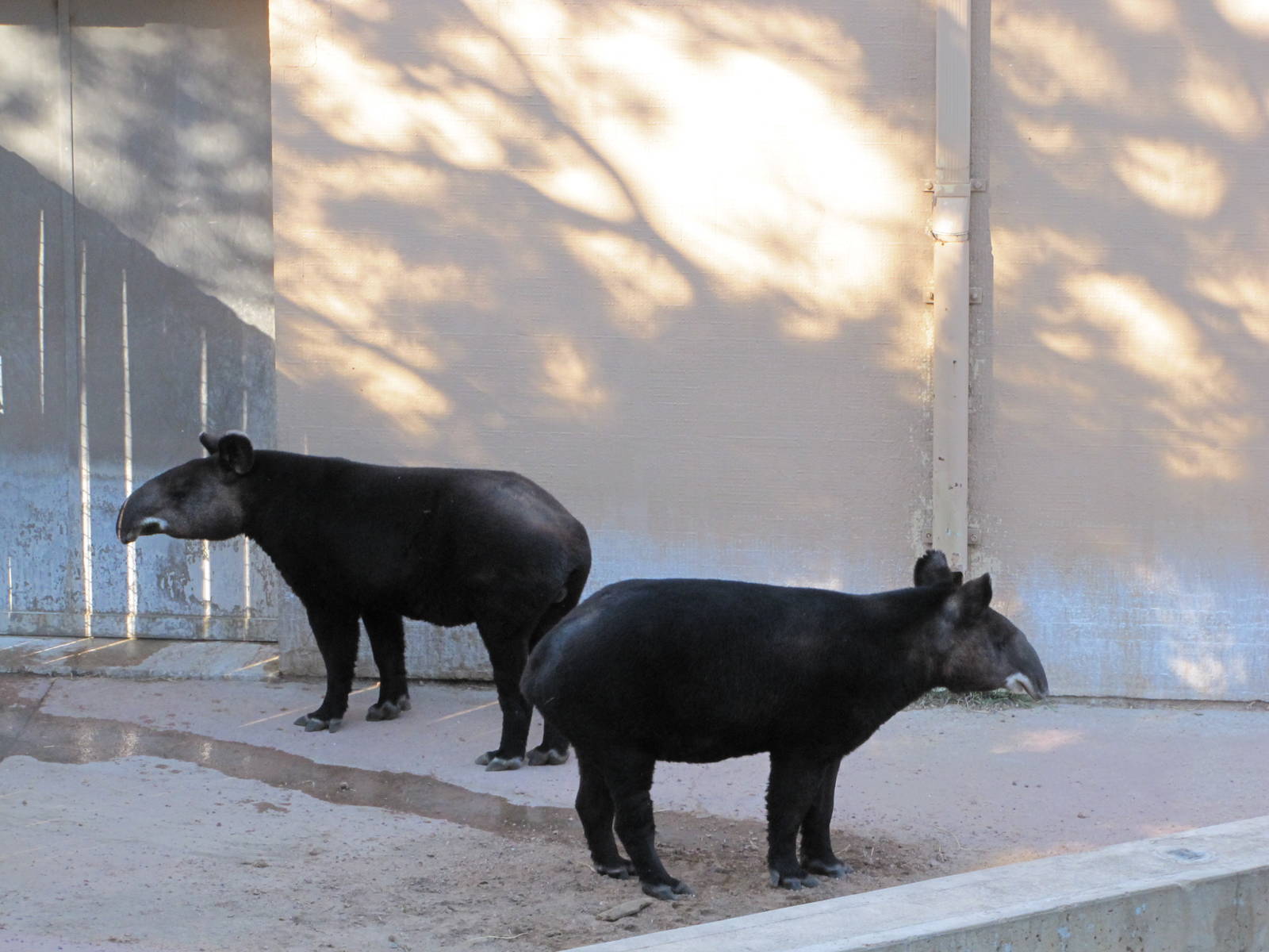 Cheyenne Mountain Zoo 2010 - Mountain Tapirs