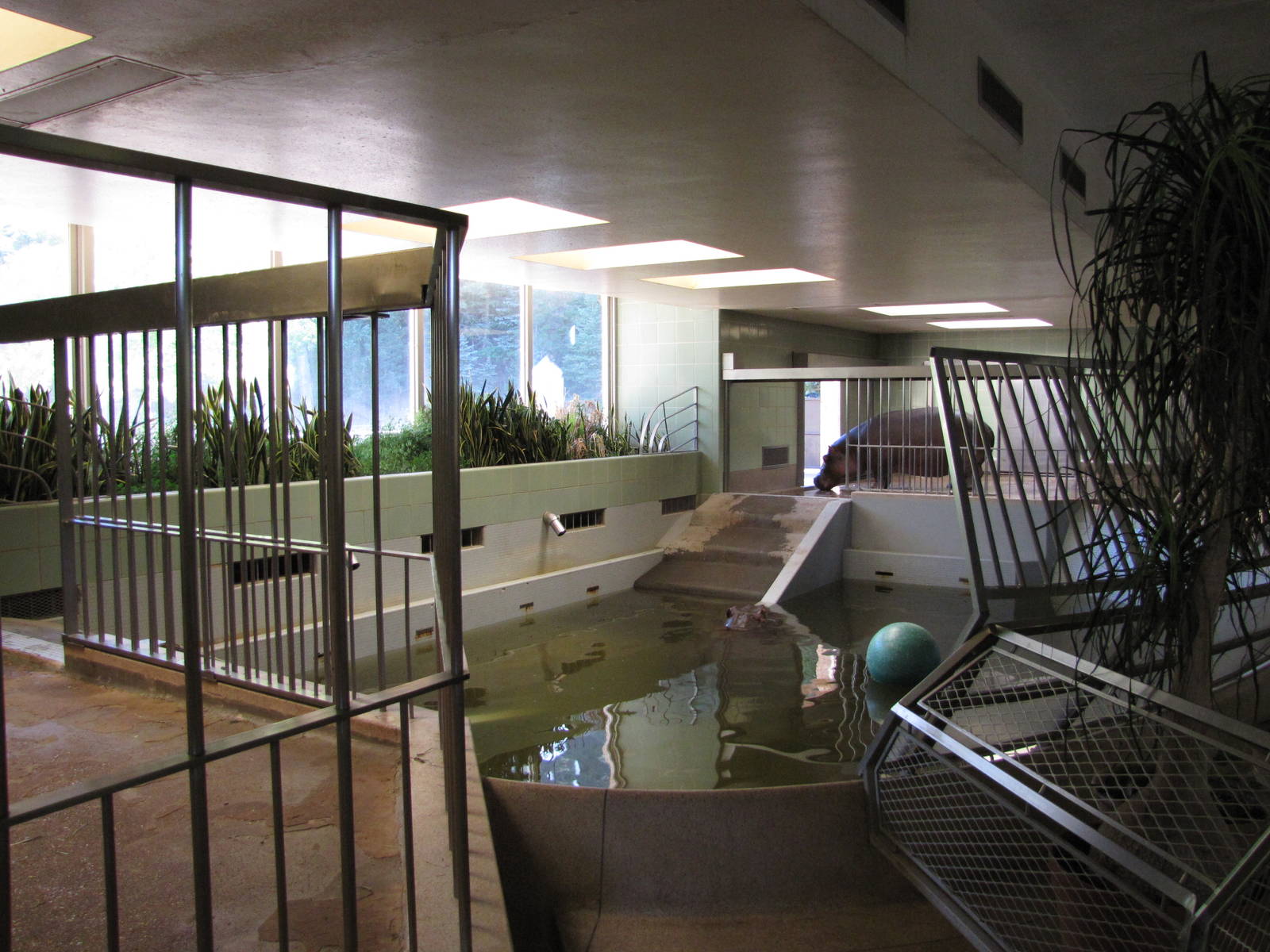 Cheyenne Mountain Zoo 2010 - Nile Hippopotamus exhibit inside the Aquatics