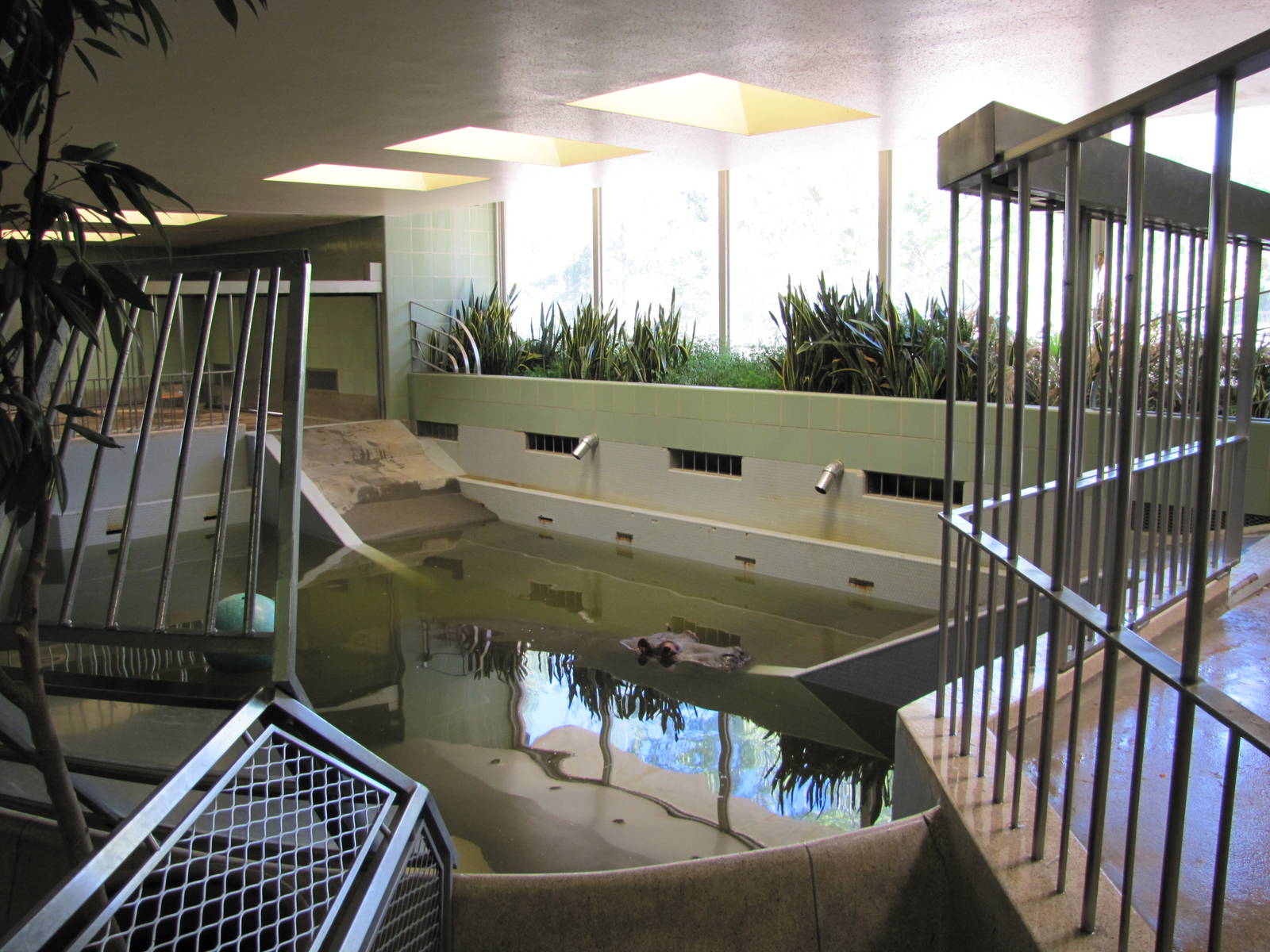 Cheyenne Mountain Zoo 2010 - Nile Hippopotamus exhibit inside the Aquatics