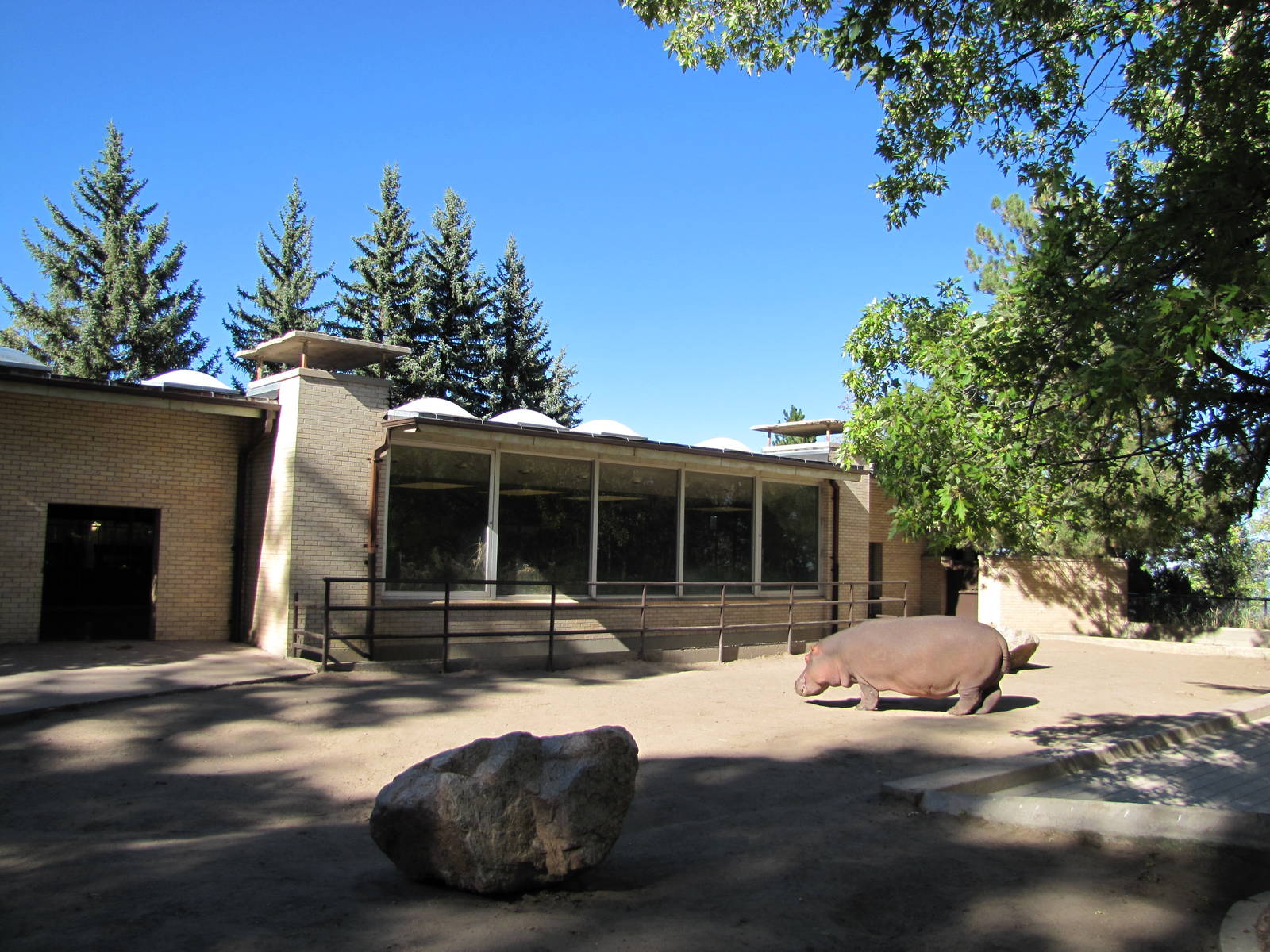 Cheyenne Mountain Zoo 2010 - Nile Hippopotamus outdoor exhibit