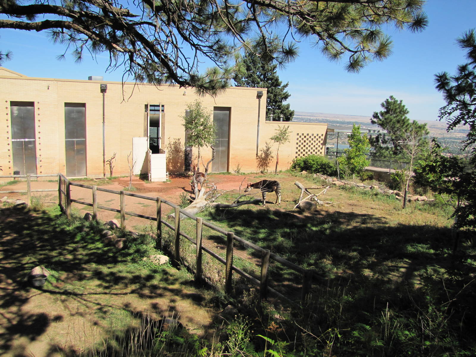 Cheyenne Mountain Zoo 2010 - Okapi exhibit