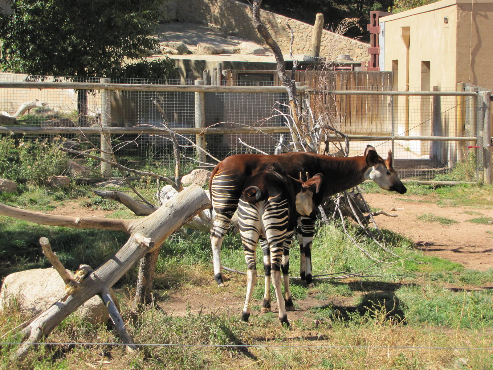 Cheyenne Mountain Zoo 2010 - Okapi