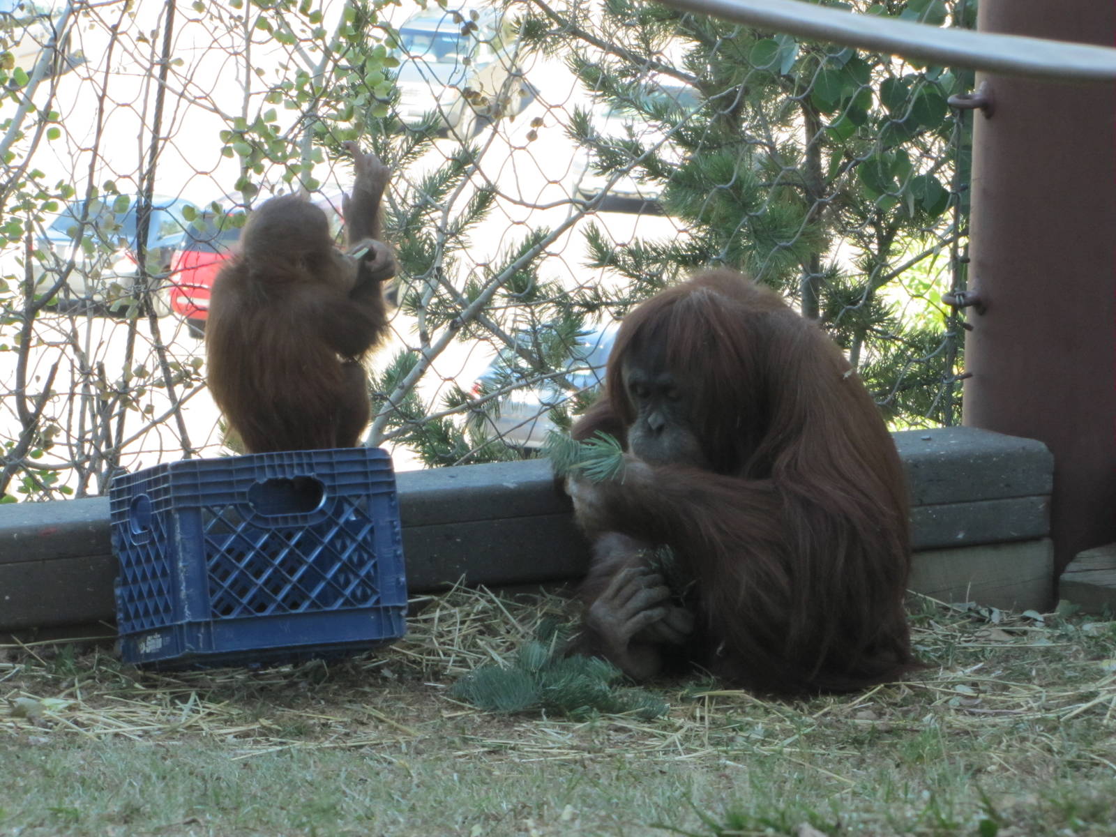 Cheyenne Mountain Zoo 2010 - Orangutan with young