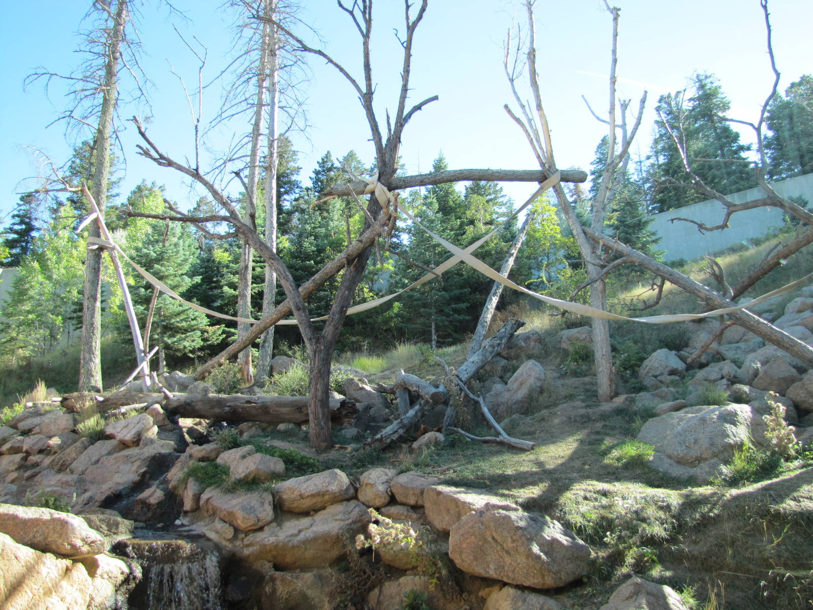 Cheyenne Mountain Zoo 2010 - Outdoor Gorilla exhibit