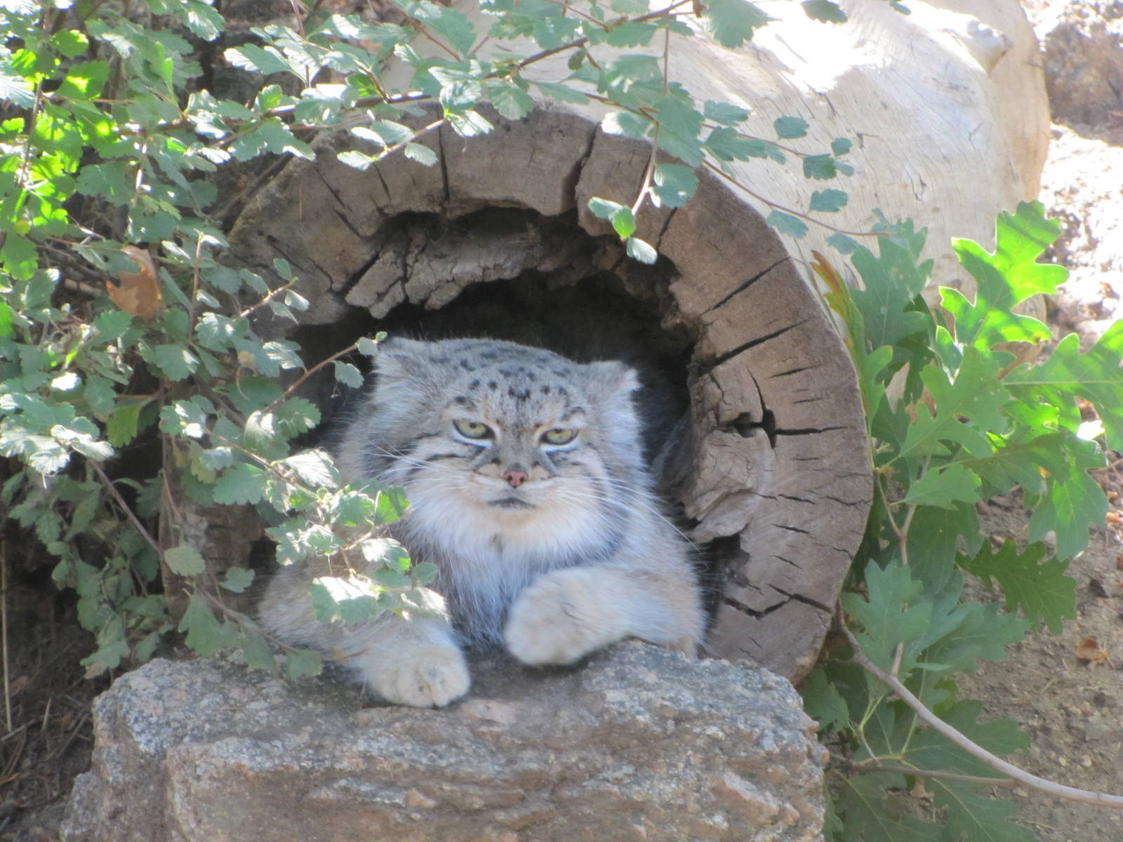 Cheyenne Mountain Zoo 2010 - Pallas Cat