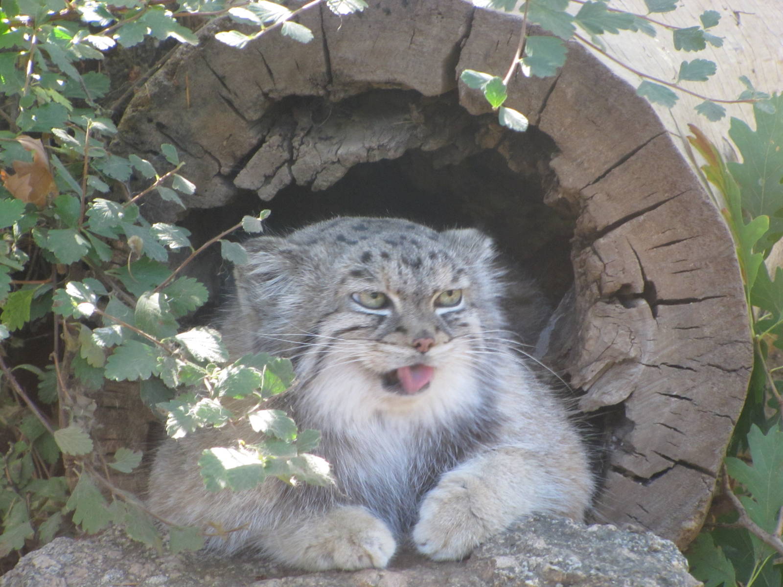 Cheyenne Mountain Zoo 2010 - Pallas Cat