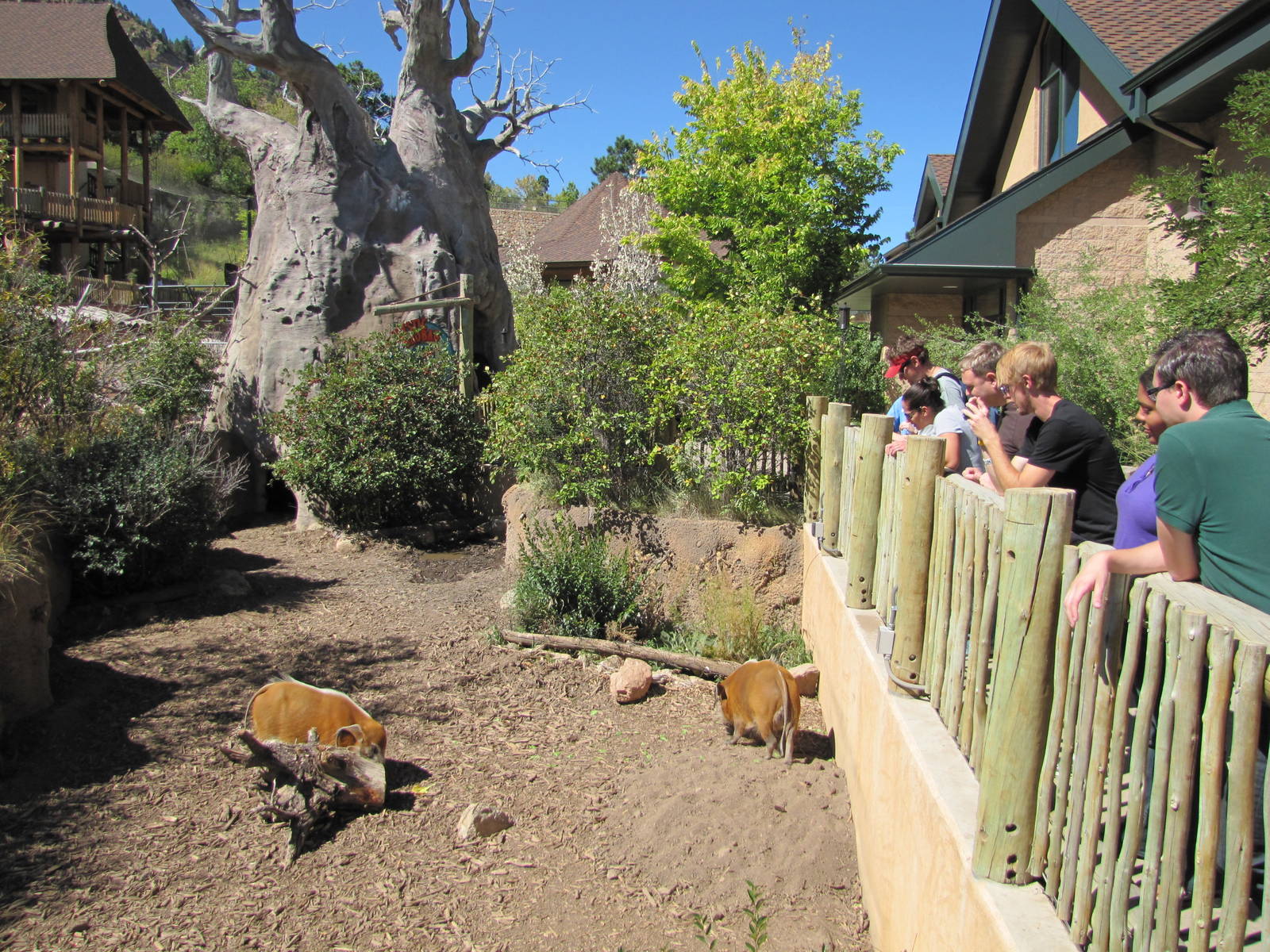Cheyenne Mountain Zoo 2010 - Red River Hog exhibit