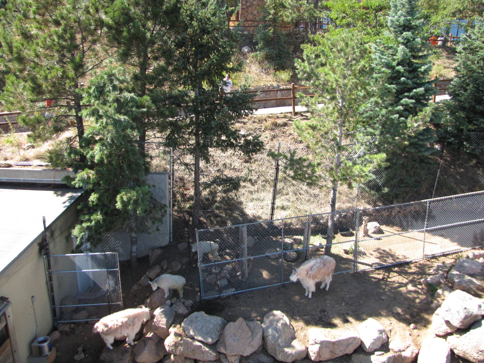 Cheyenne Mountain Zoo 2010 - Rocky Mountain Goat exhibit seen from the chai