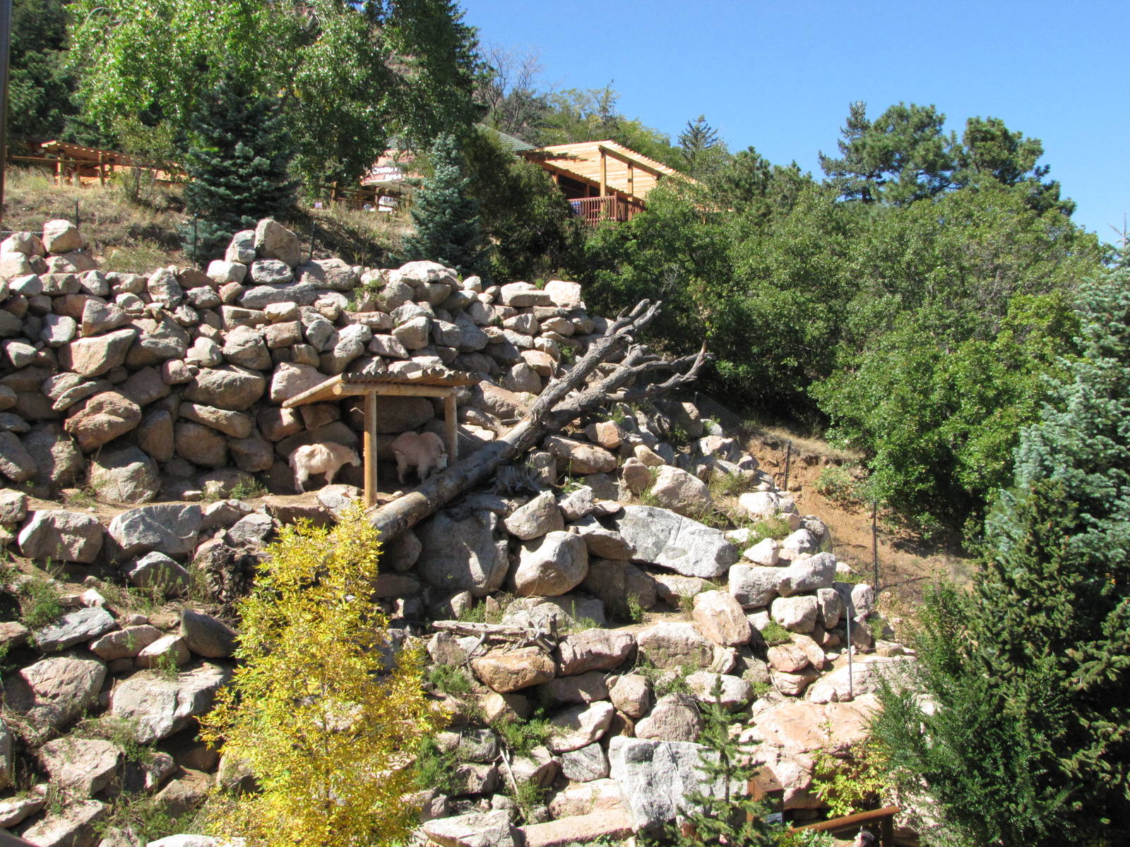 Cheyenne Mountain Zoo 2010 - Rocky Mountain Goat exhibit