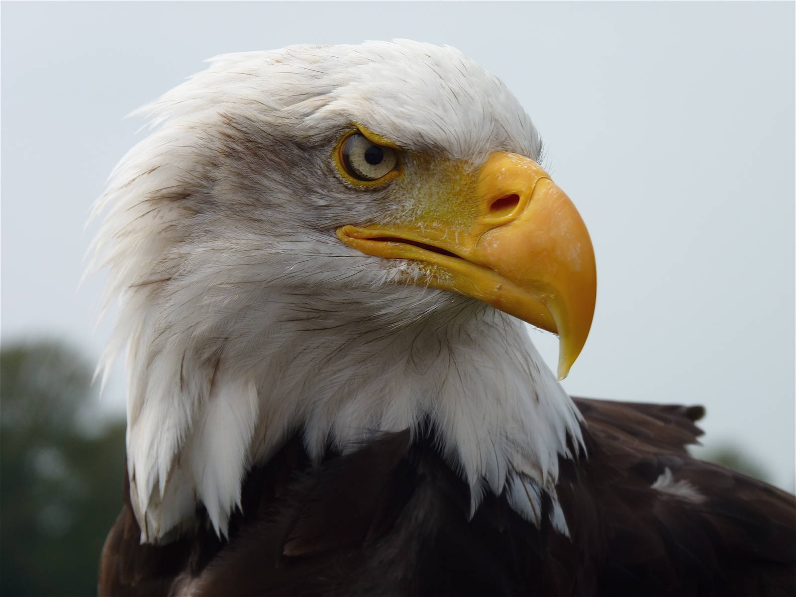 Cheyenne the Bald Eagle