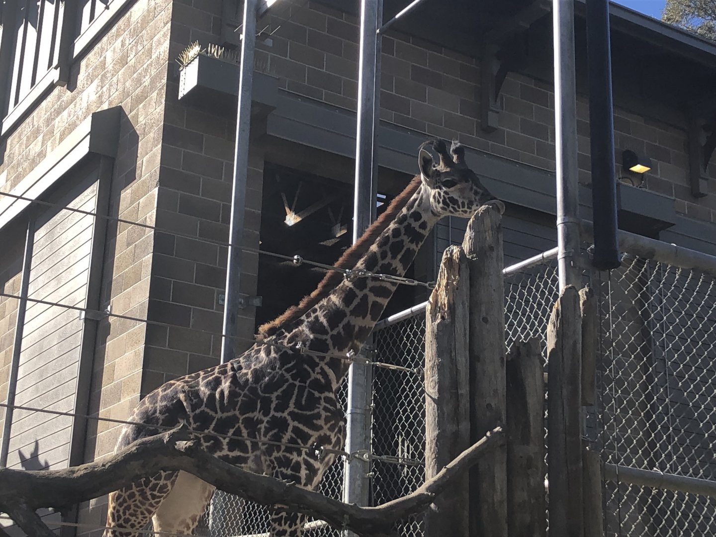 Cheyenne, Young Masai giraffe, Giraffa tippelskirchi