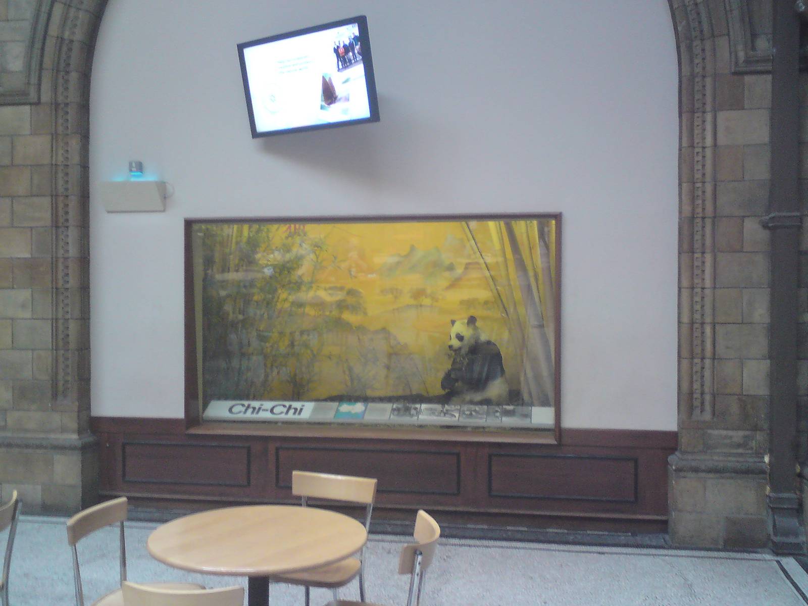 Chi-Chi display, Natural History Museum