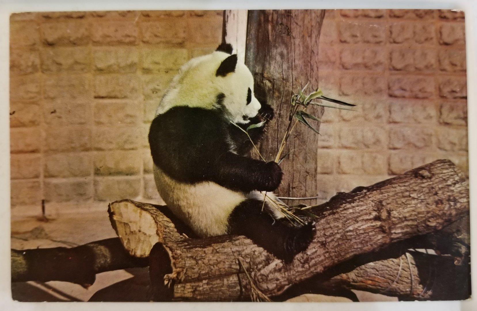 "Chi Chi" (Giant panda)