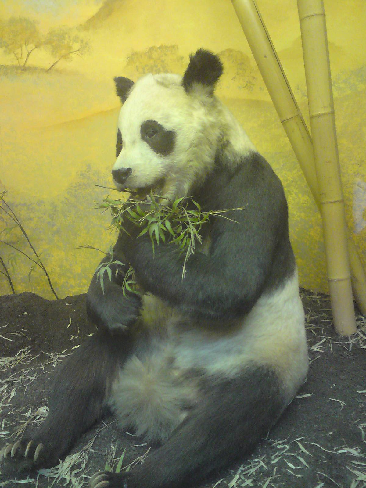 Chi-Chi, Natural History Museum