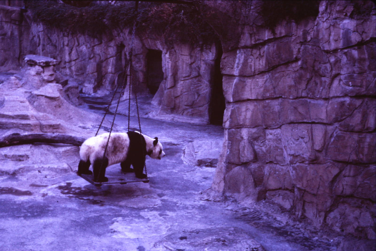 Chi Chi, September 1965