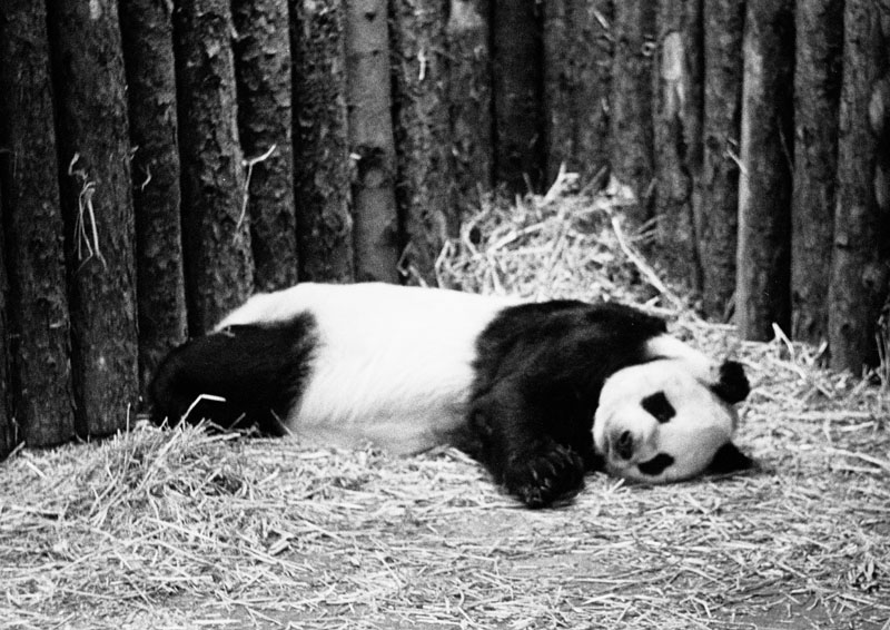 Chi Chi sleeping 1972