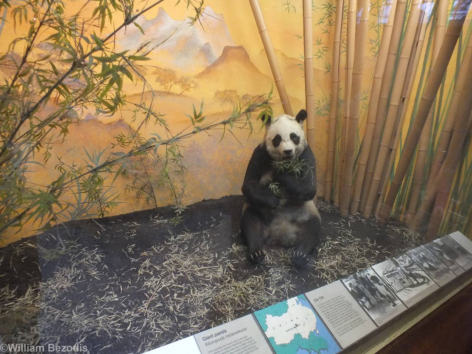 Chi-chi the Panda - NHM London