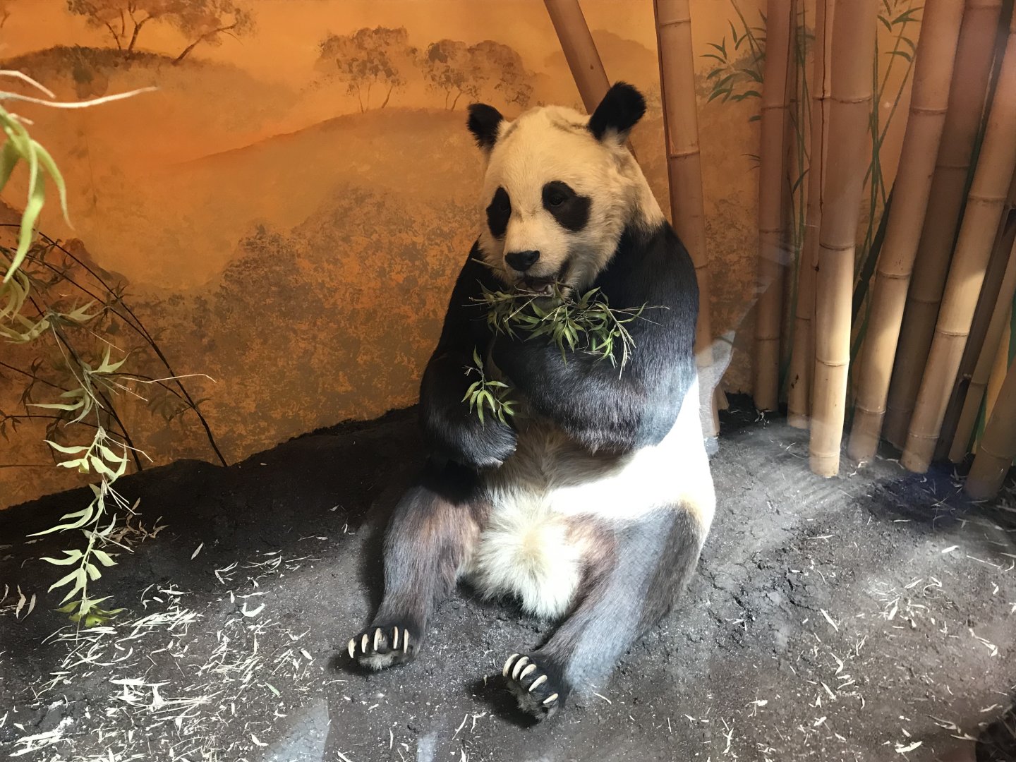 Chi Chi the panda