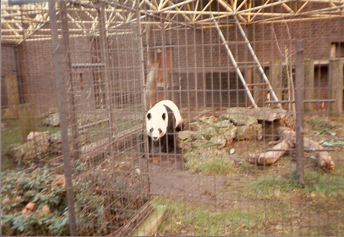Chia Chia the Giant Panda at London Zoo, 15 February 1987