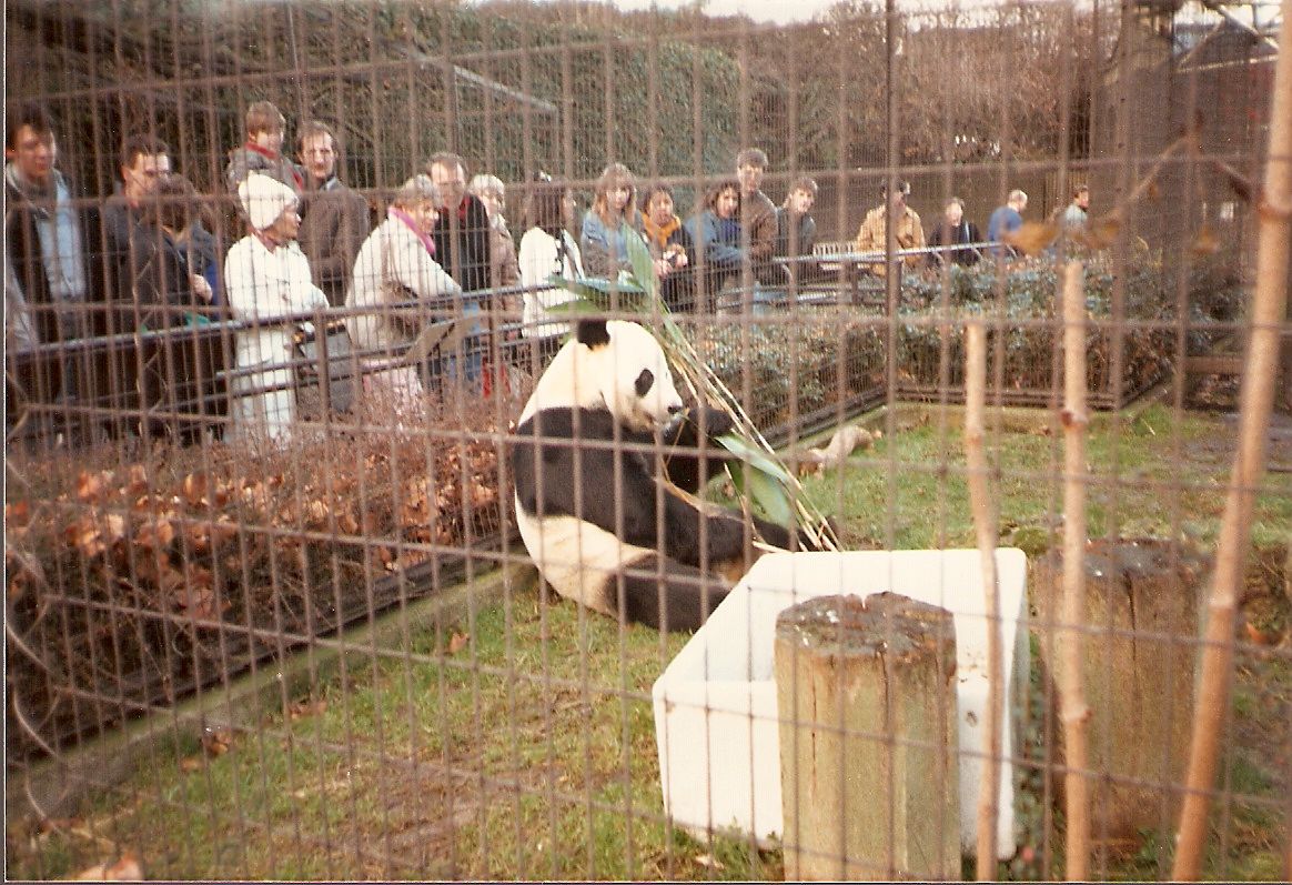 Chia Chia the Giant Panda at London Zoo, 15 February 1987