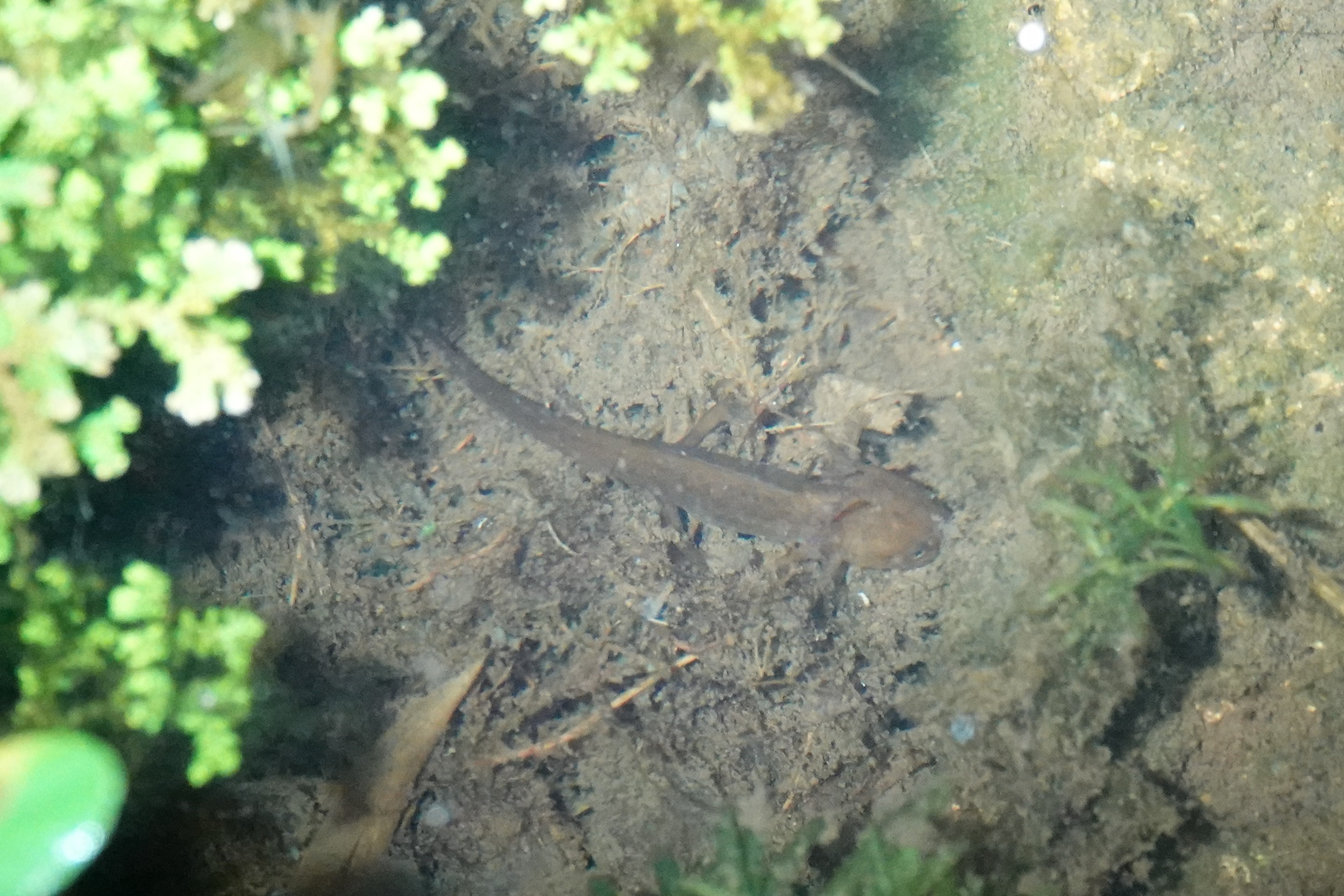 Chiang Mai crocodile newt