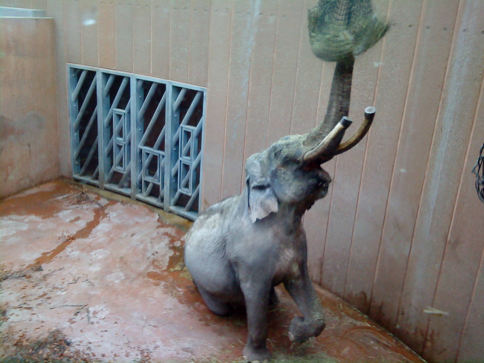 Chiang-Mei reaches for food