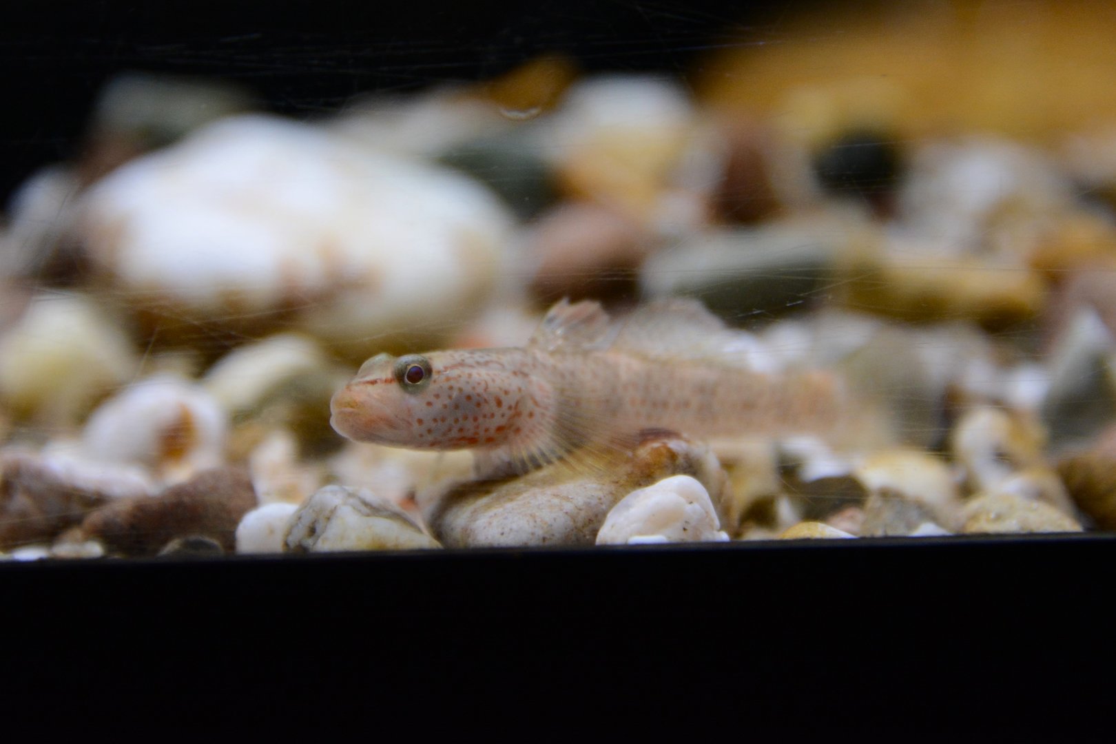 Chiangmai stream goby (Rhinogobius chiengmaiensis)
